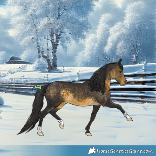 Horse Color:Buckskin 