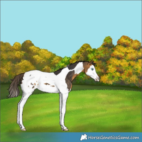 Horse Color:Buckskin Splash Tobiano Blanket