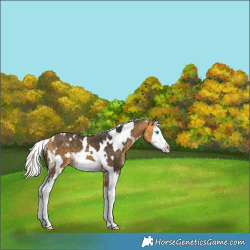 Horse Color:White Spotted Silver Buckskin Splash Frame