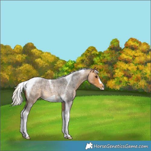 Horse Color:Silver Buckskin Roan Tobiano Frame