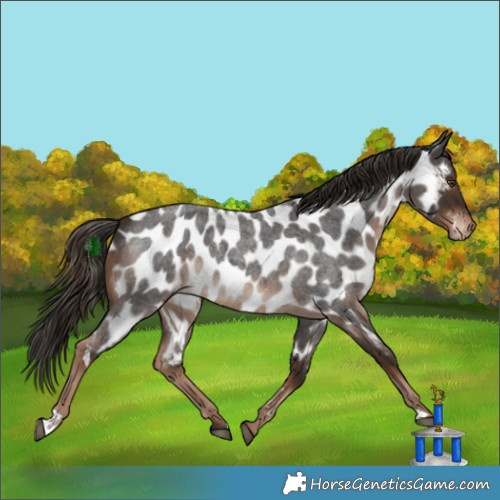 Horse Color:Liver Red Roan Near Leopard Rabicano 