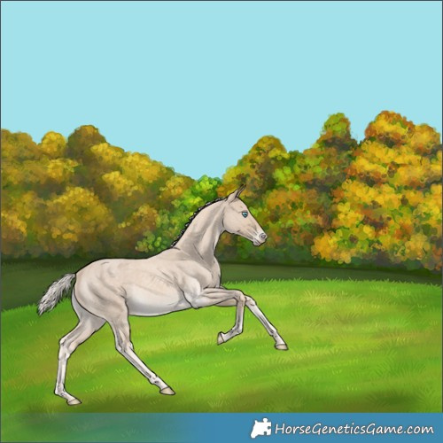 Horse Color:Cremello Roan 