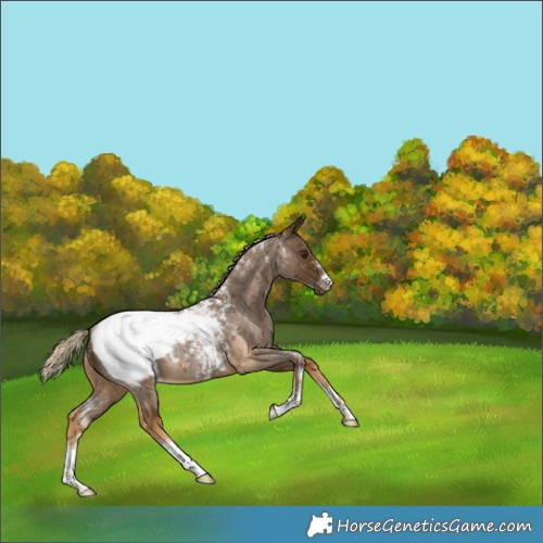 Horse Color:Powder White Chocolate Palomino Roan Near Fewspot Rabicano 