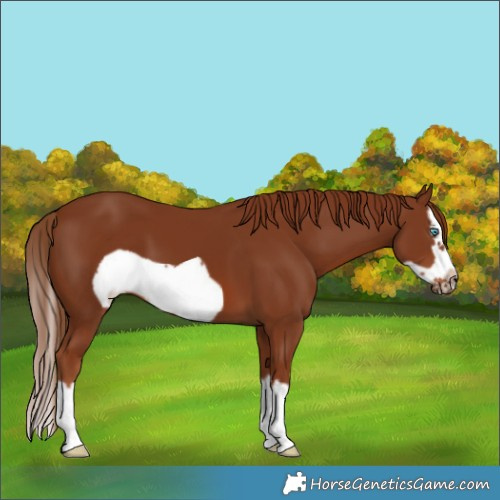 Horse Color:Chestnut Splash Frame