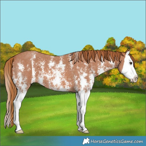 Horse Color:Chestnut Sabino Splash