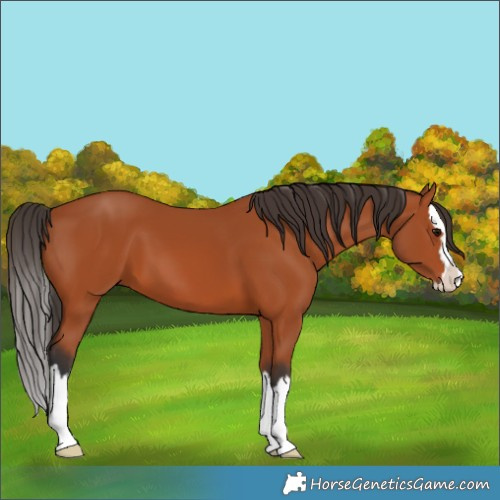 Horse Color:Bay Splash