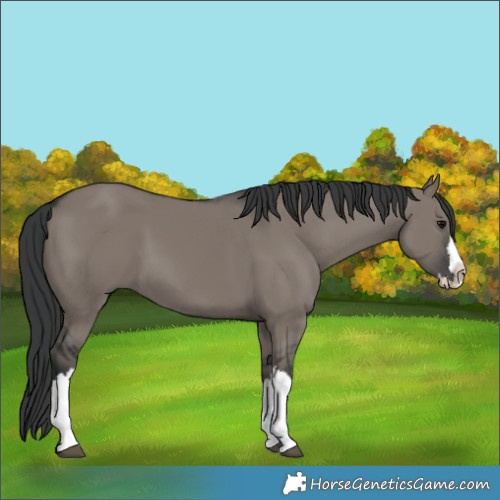 Horse Color:Grullo Splash