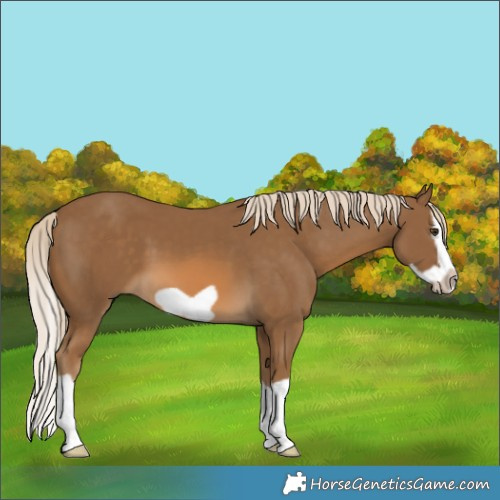 Horse Color:Chocolate Palomino Splash Frame 