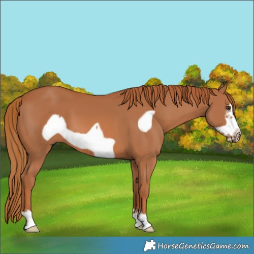 Horse Color:Chestnut Frame 