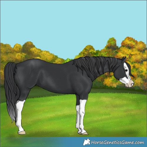 Horse Color:Black Splash 