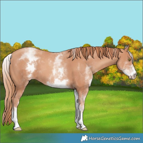 Horse Color:White Spotted Gold Champagne 
