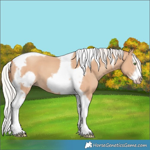 Horse Color:Silver Classic Champagne Splash Tobiano Frame 