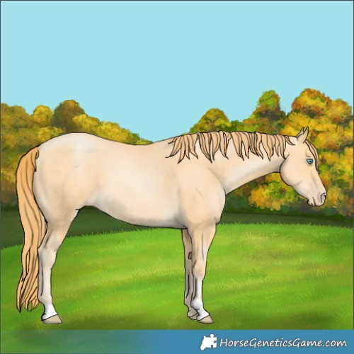 Horse Color:Buckskin Pearl 