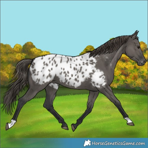 Horse Color:Grullo Near Leopard