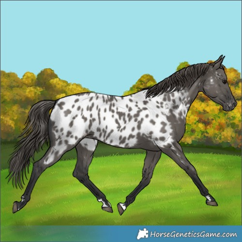 Horse Color:Grullo Near Leopard