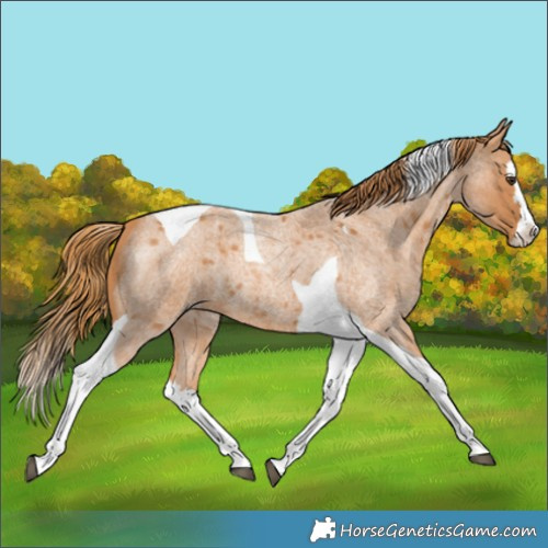 Horse Color:Red Roan Splash Tobiano