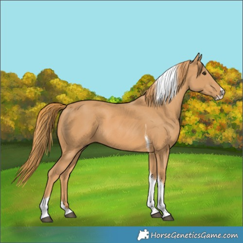Horse Color:Chestnut Splash Tobiano 