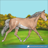 Horse Color:Silver Amber Champagne Frame 