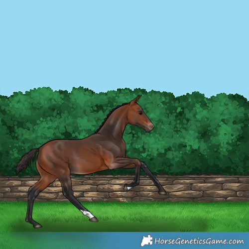 Horse Color:Bay 