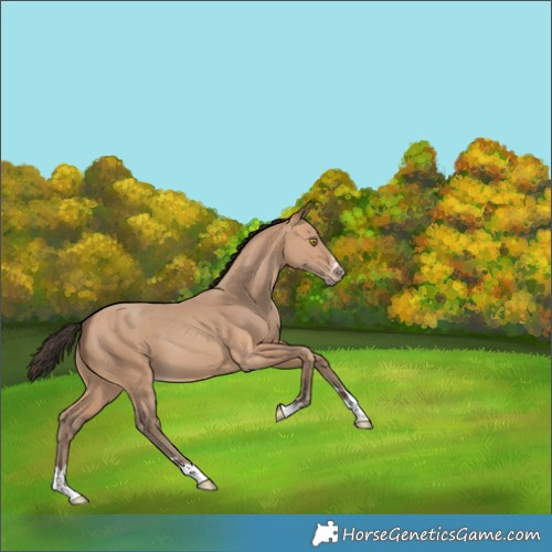 Horse Color:Amber Champagne 