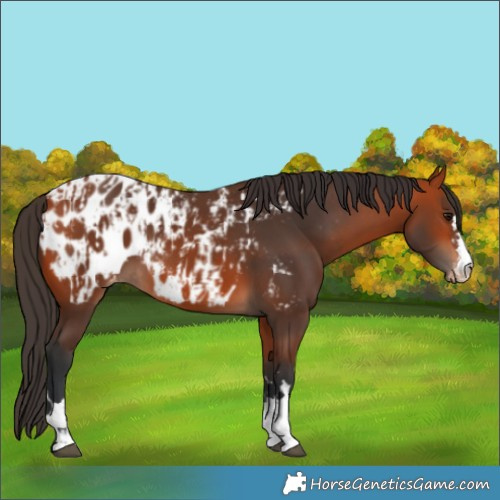 Horse Color:Bay Blanket and Bay Blanket