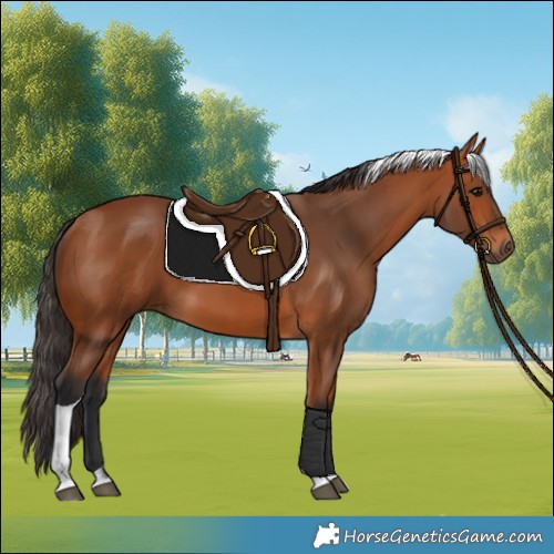 Horse Color:Bay Tobiano
