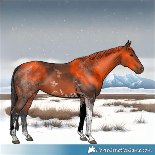 Horse Color:Bay Tobiano