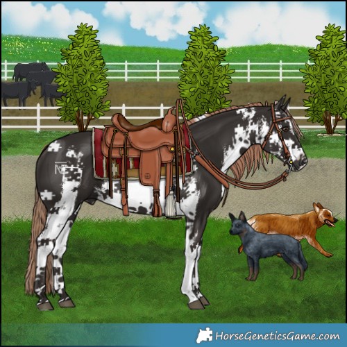 Horse Color:White Spotted Liver Chestnut