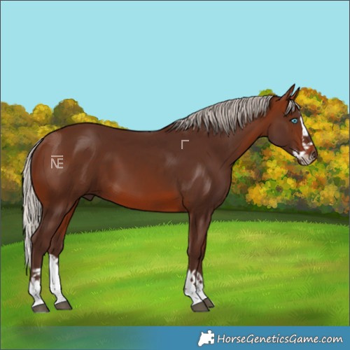 Horse Color:Silver Brown Splash 