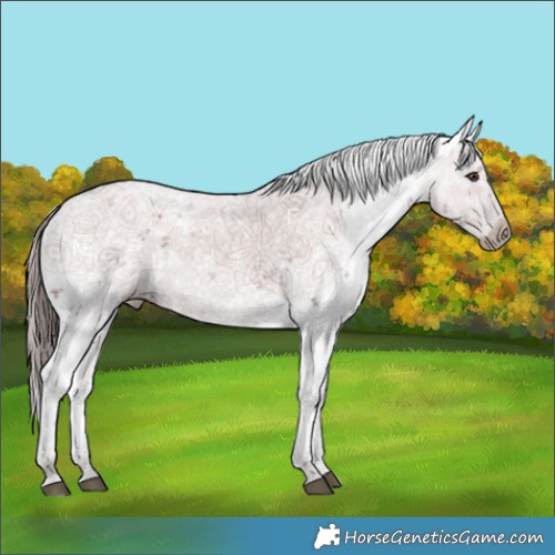 Horse Color:Liver Red Dun Sabino 