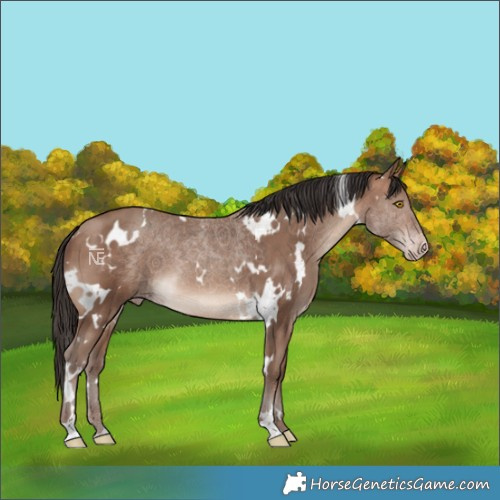 Horse Color:White Spotted Sable Champagne