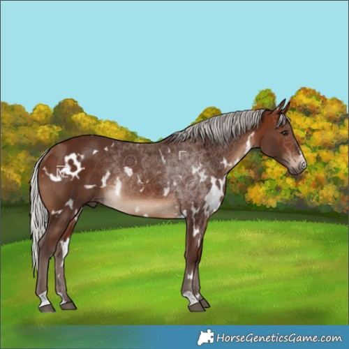 Horse Color:White Spotted Silver Brown Rabicano