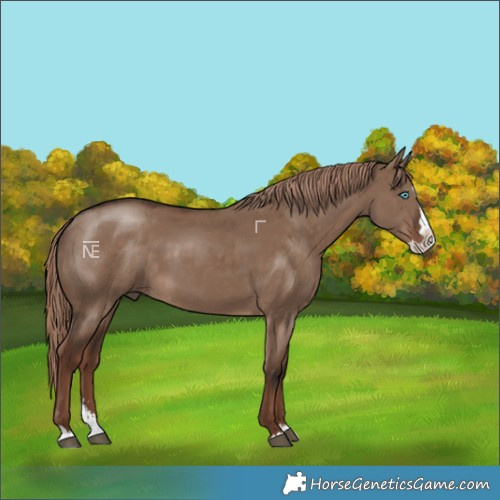 Horse Color:Liver Red Dun Sabino Splash