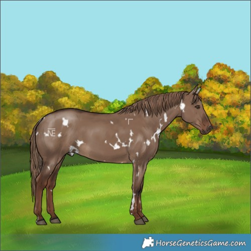 Horse Color:White Spotted Liver Red Dun 