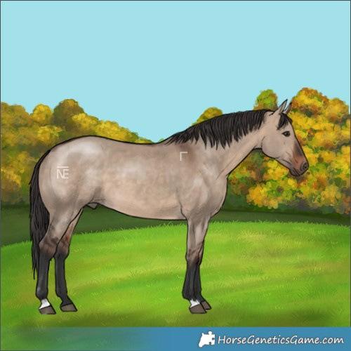 Horse Color:Brown Dun