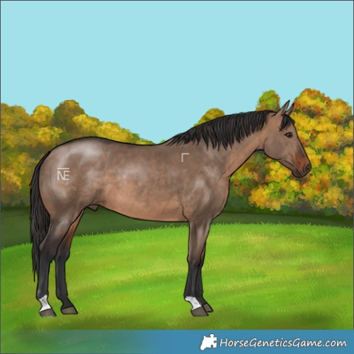 Horse Color:Brown Dun 