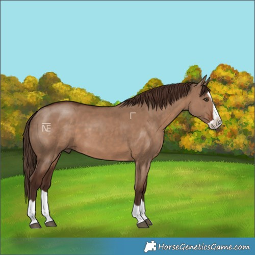 Horse Color:Liver Red Dun Splash