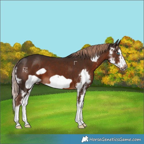 Horse Color:Liver Chestnut Sabino Splash Frame
