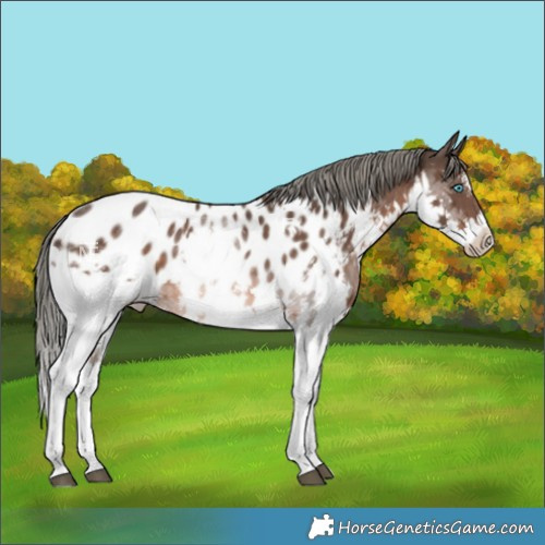 Horse Color:White Spotted Liver Chestnut Mushroom Splash Near Leopard 