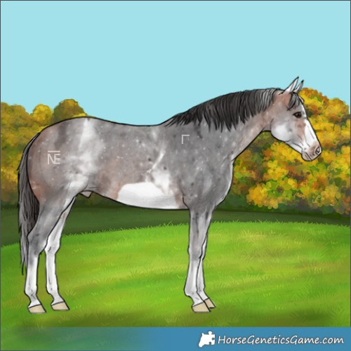 Horse Color:White Spotted Bay Ice Sabino Splash Frame
