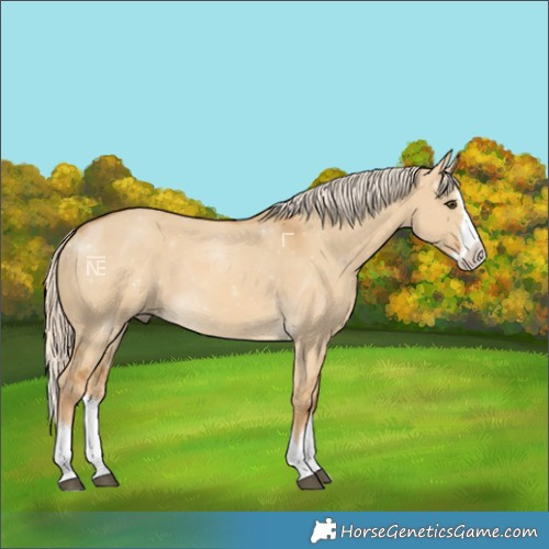 Horse Color:Palomino Dun Splash
