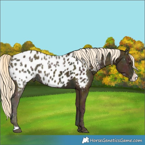 Horse Color:Midnight Palomino Ice Frame Blanket 