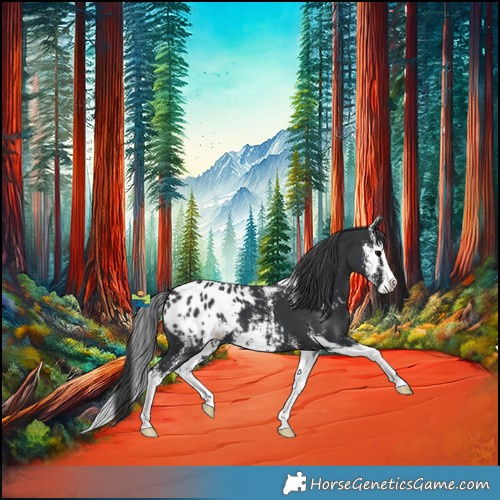 Horse Color:Black Sabino Splash Blanket