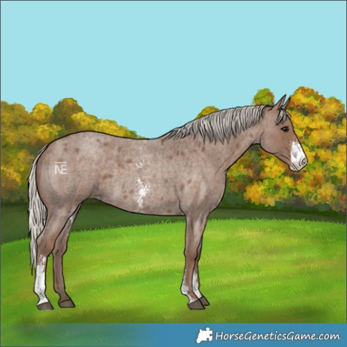 Horse Color:Silver Blue Roan Sabino 