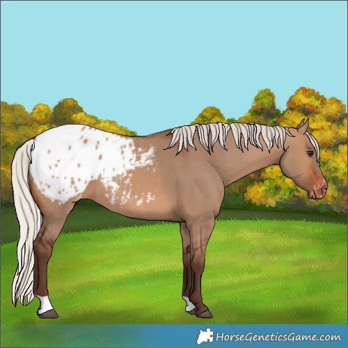 Horse Color:Silver Brown Dun Blanket