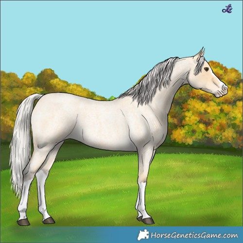 Horse Color:Silver Buckskin Roan Splash