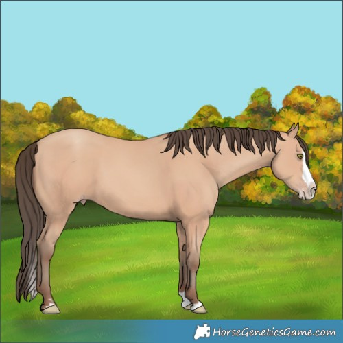 Horse Color:Amber Champagne Splash