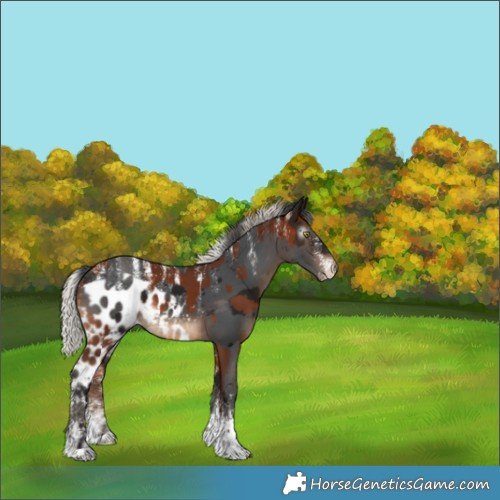 Horse Color:Powder White Silver Bay Skewed LP Spotted and Powder White Gray Bay Merle Skewed LP Spotted