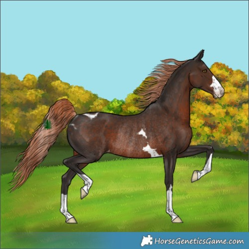 Horse Color:Liver Chestnut Skewed LP Spotted Rabicano