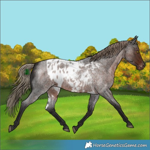 Horse Color:Liver Red Roan Skewed LP Spotted 
